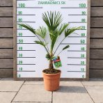 Palma konopná (Trachycarpus wagnerianus) – výška kmeňa 10-15 cm, celková výška 70-80 cm, kont. C10L 